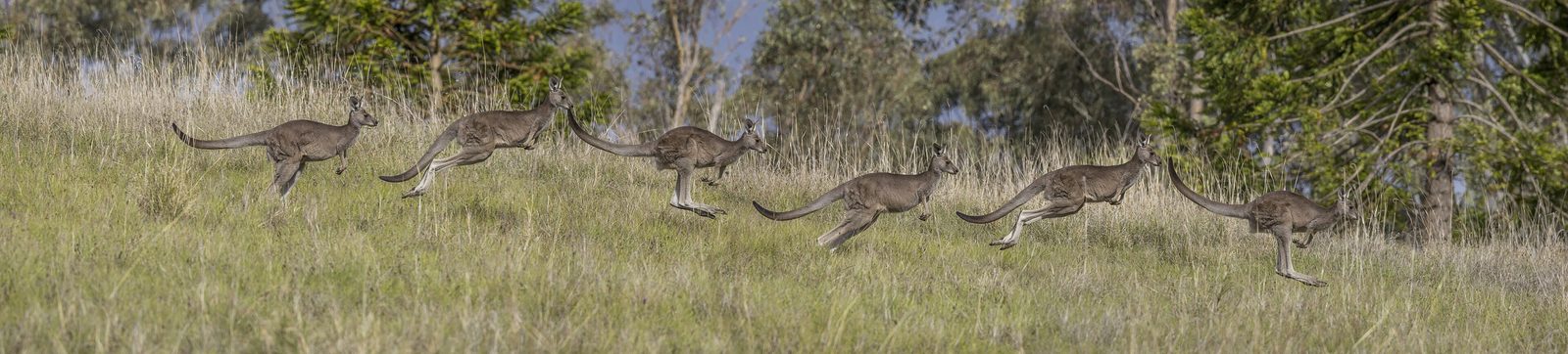 A mob of kangaroos grazing at dusk