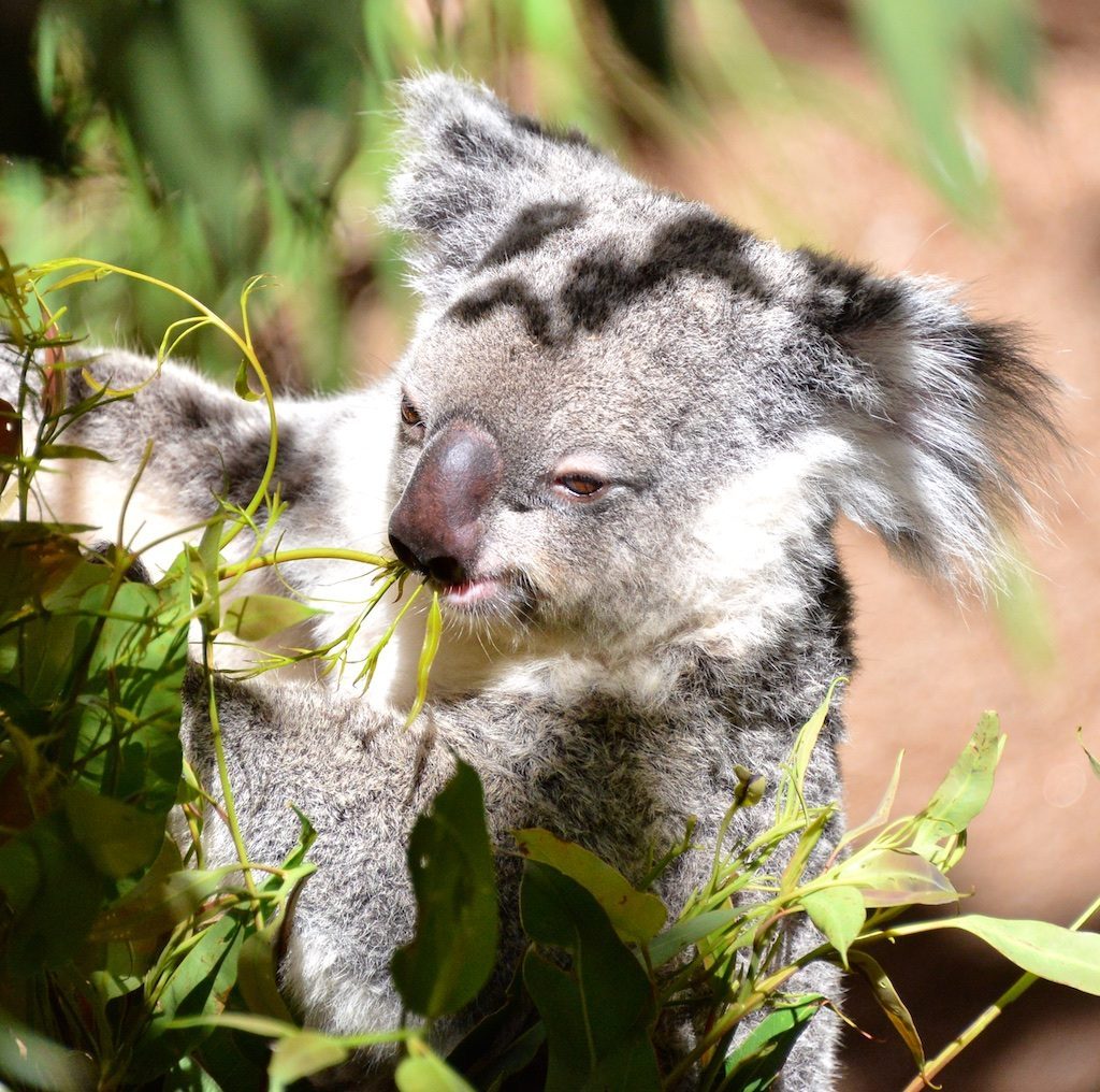 A koala peering through eucalyptus leaves