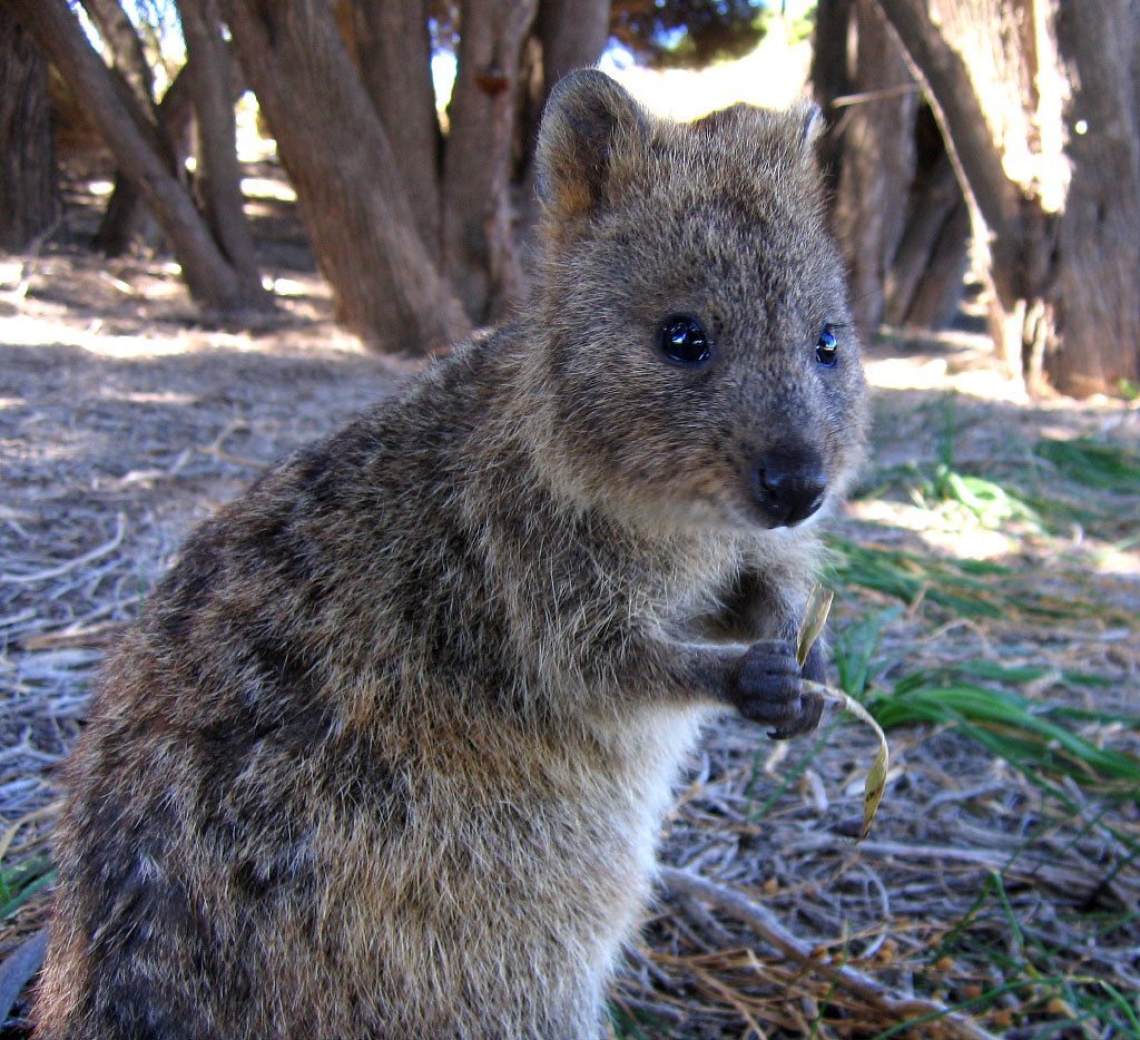 A quokka grinning at the camera on Rottnest Island